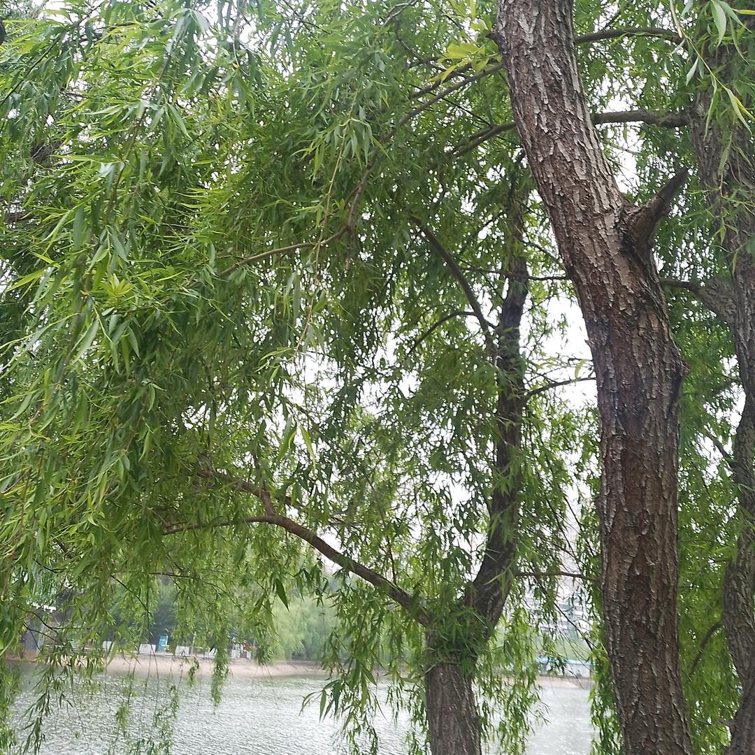 本欲渡众生，反被众生渡。