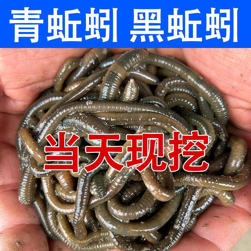 雪怡青蚯蚓
