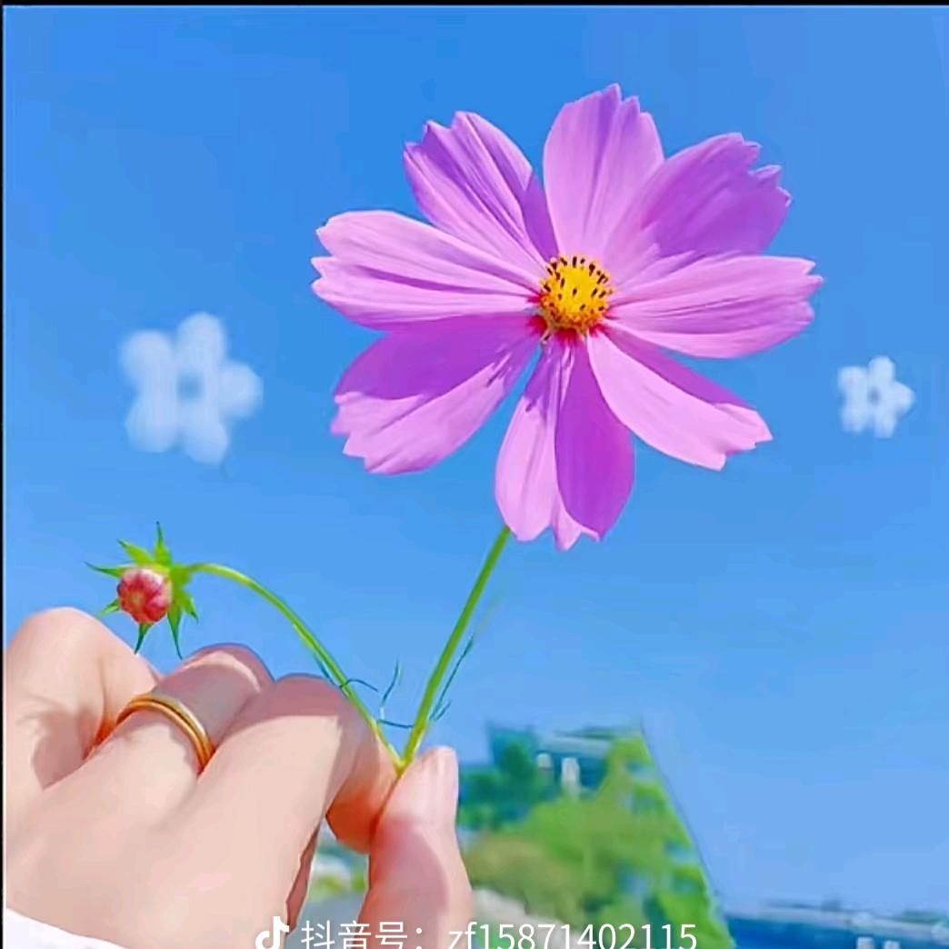 蔷薇
