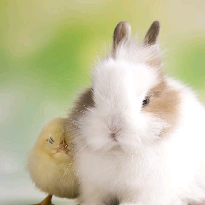 兔宝宝有趣故事