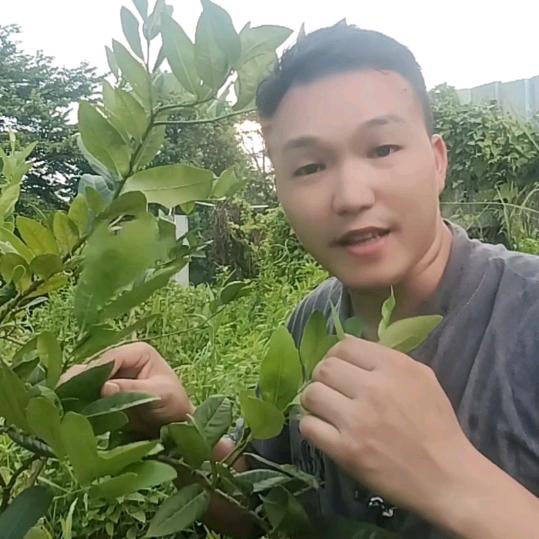 大山小树哥