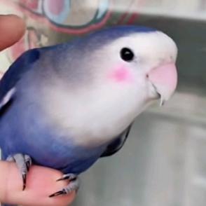 王者荣耀玄凤（李信）