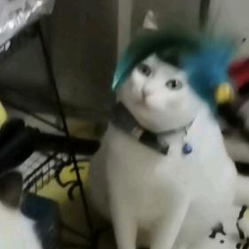 蛋白卷