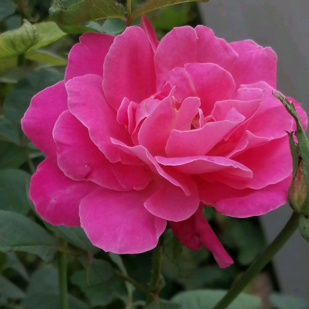方平平