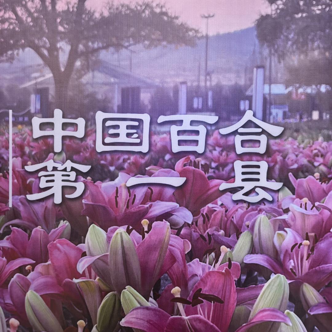 百合种球培育批发