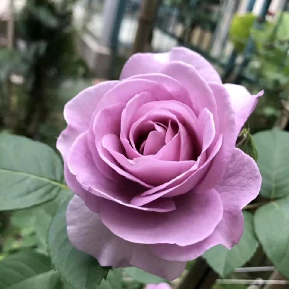 向日葵好物