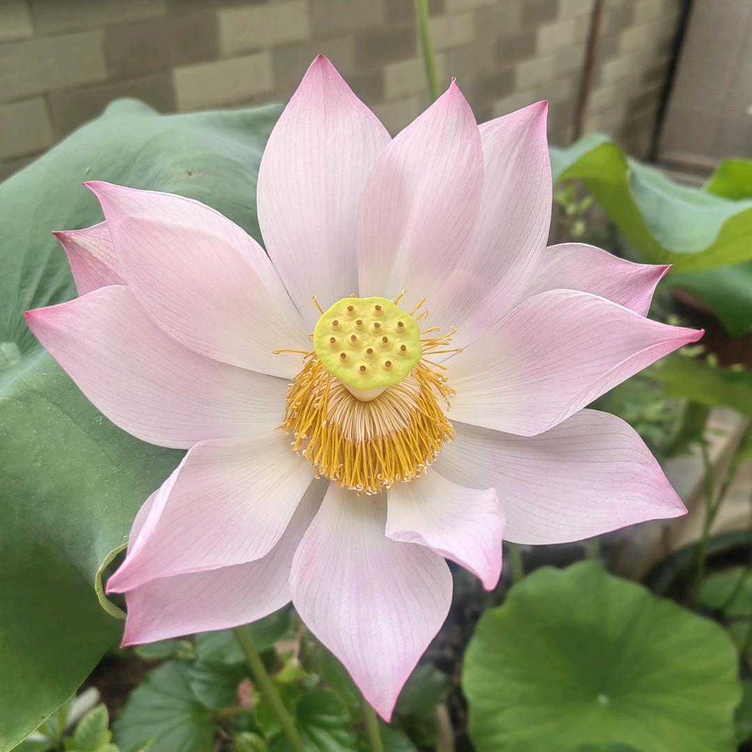 翔妈优选