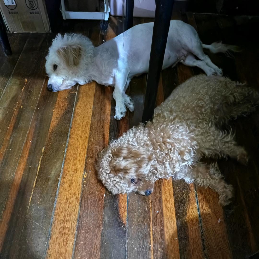 康小宝和刘小白