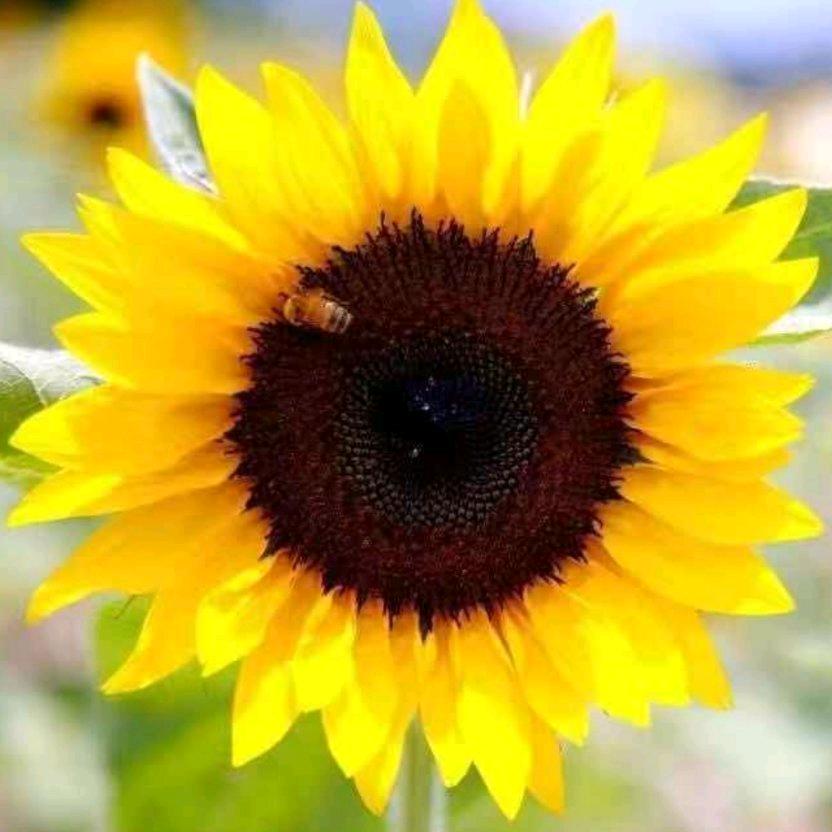 郭店赛维干洗店