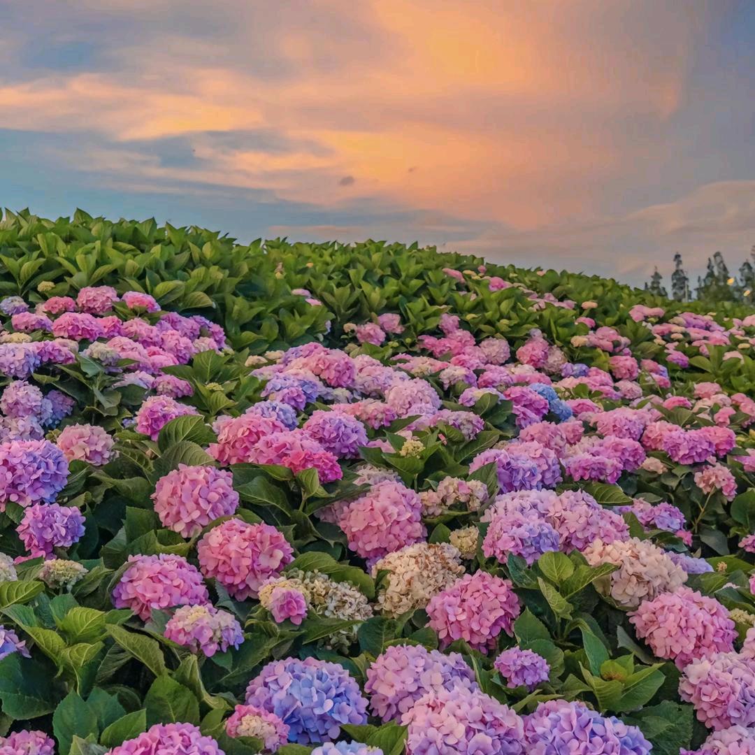茉莉🌹