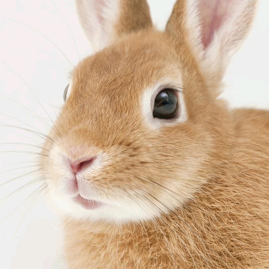 香香宝贝我爱你