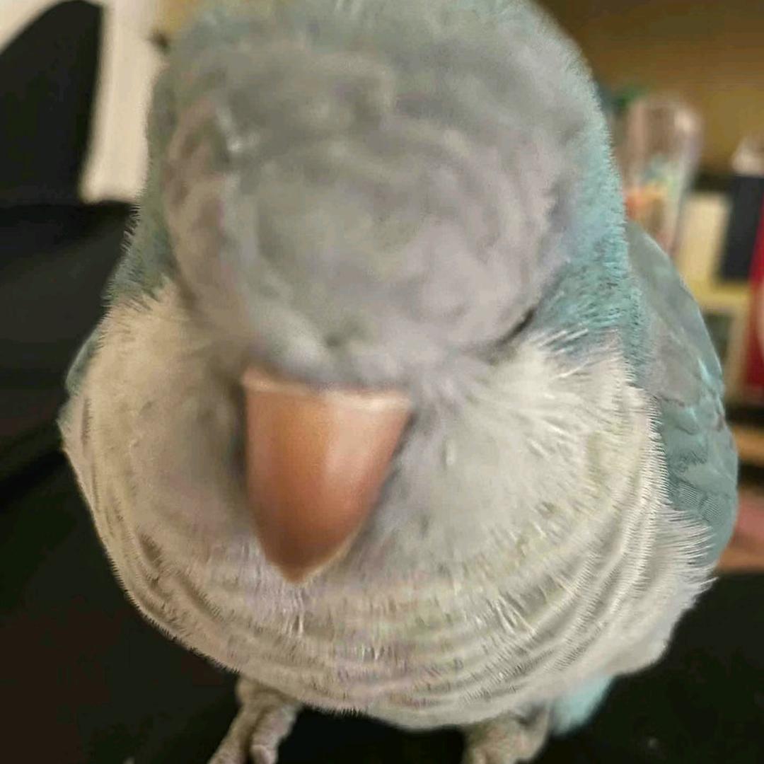 薄荷