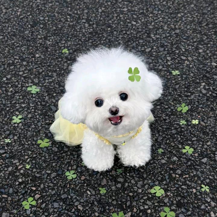 卡布达达是只比熊