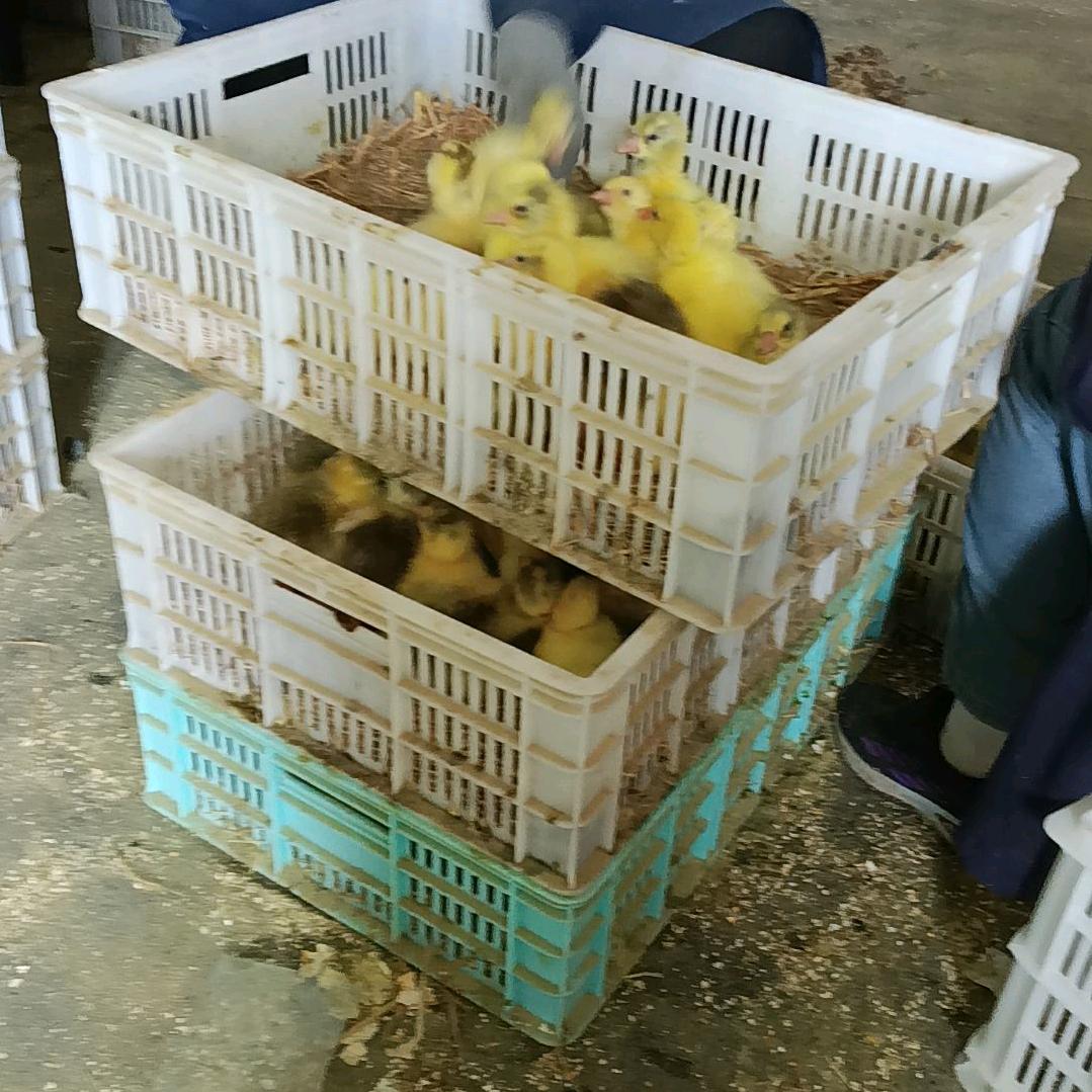 专业孵化鸡，鸭，鹅与公母鉴别