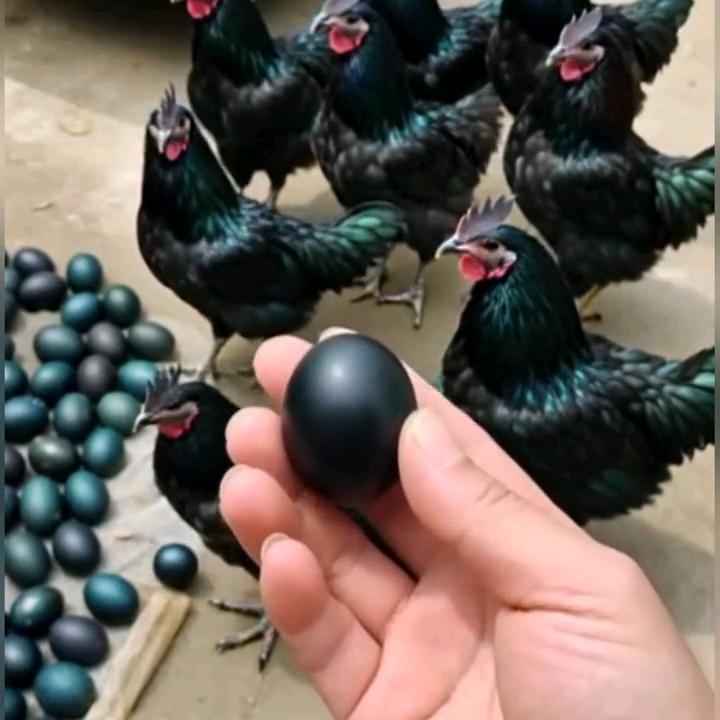 柔况农业