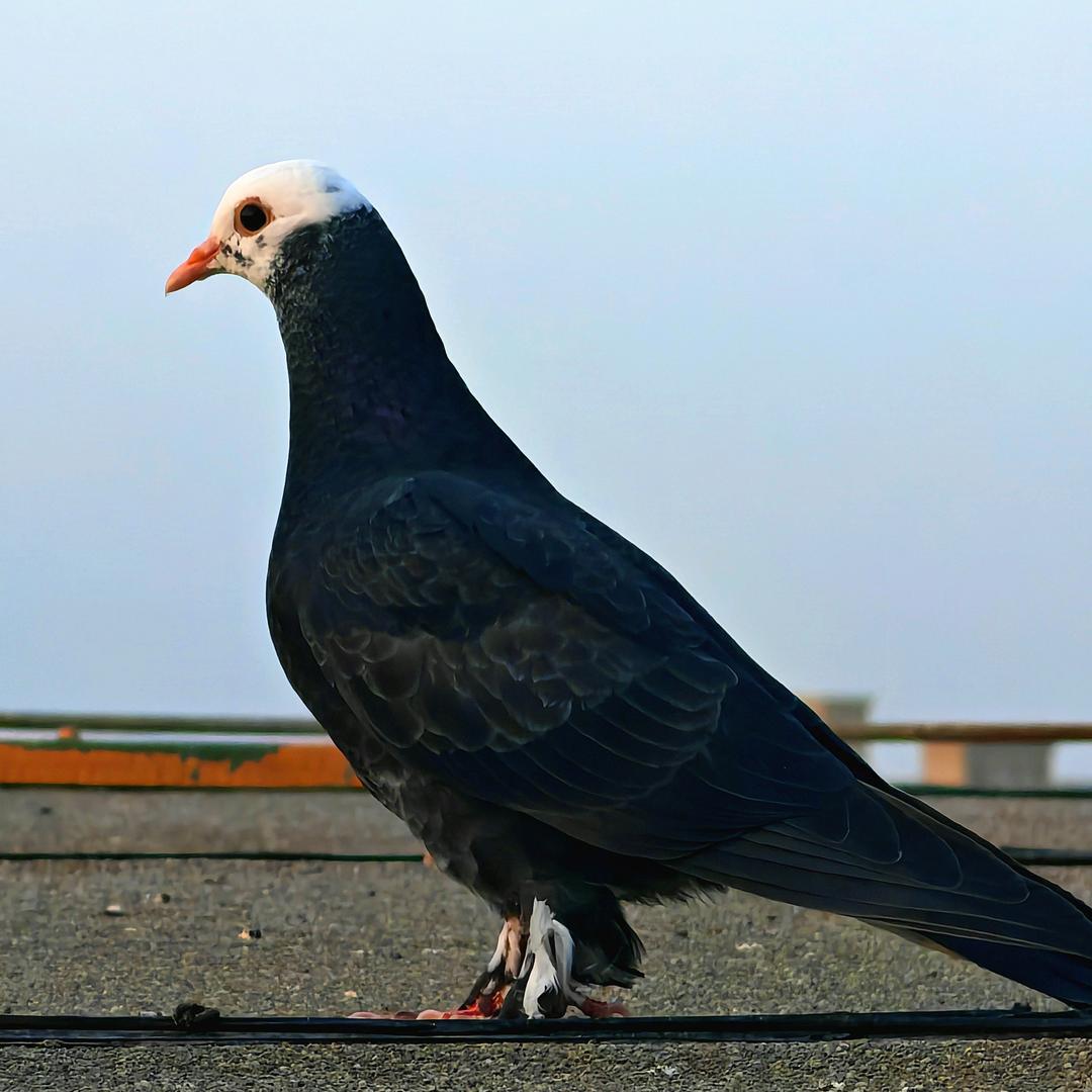 🕊翻翻鸽🕊