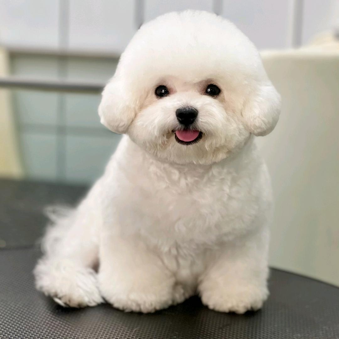 武汉乐狗宠物
