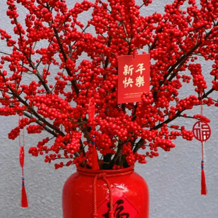 杰哥橱窗好物推荐音乐分享室内室外盆栽🪴