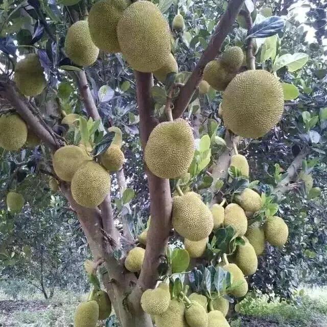 无胶菠萝