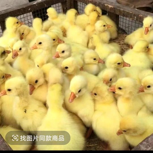金福鹅苗销售