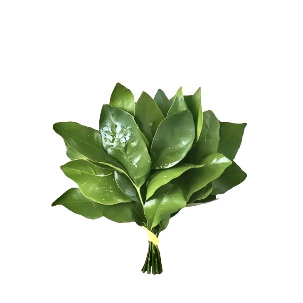 盼江