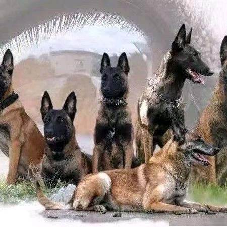 云泽马犬