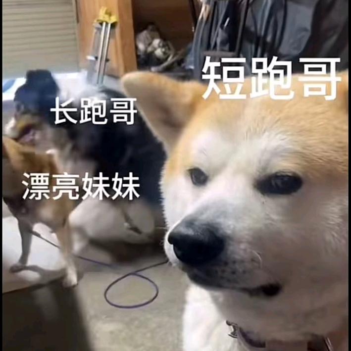 小小飞侠