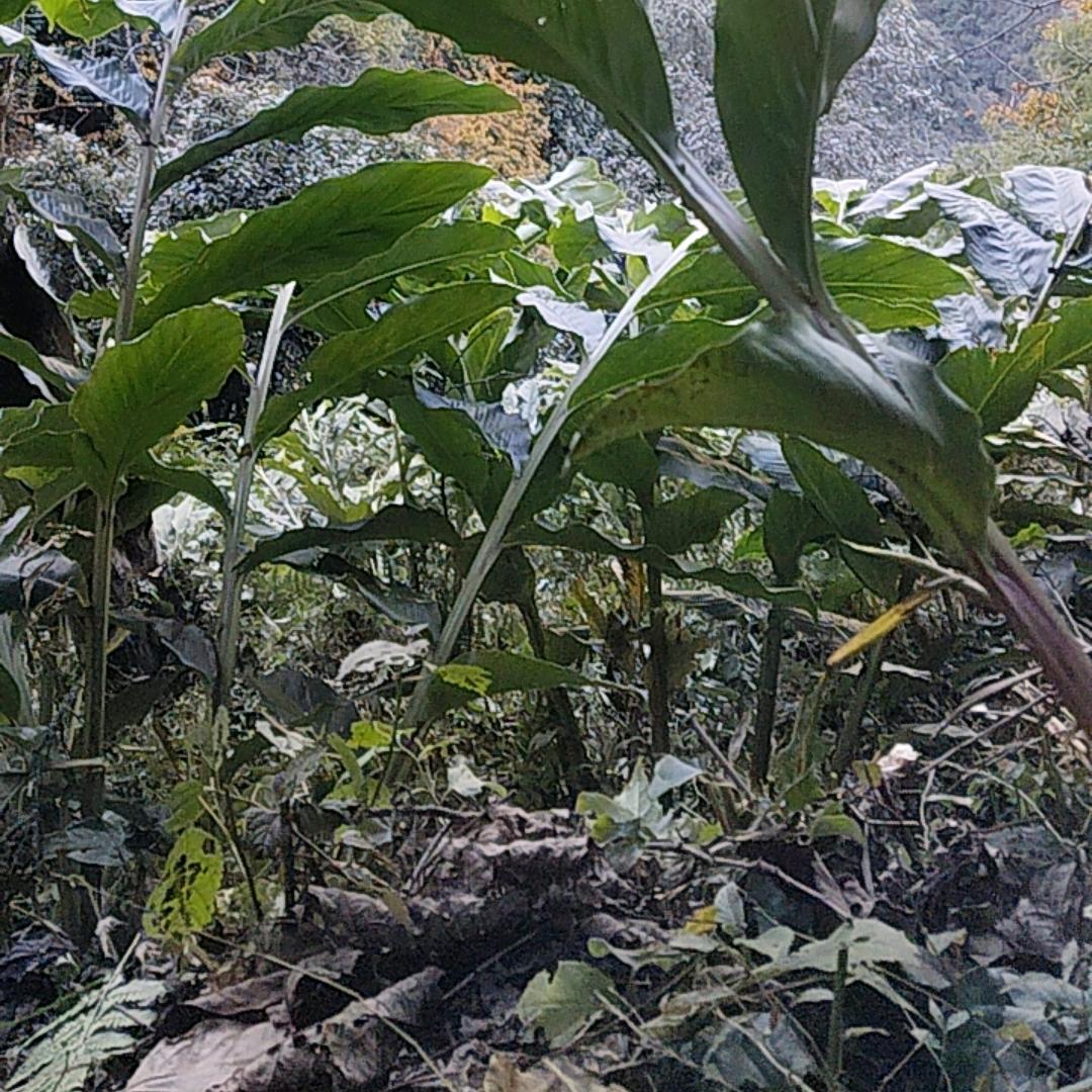 傈僳族永远单身汉，