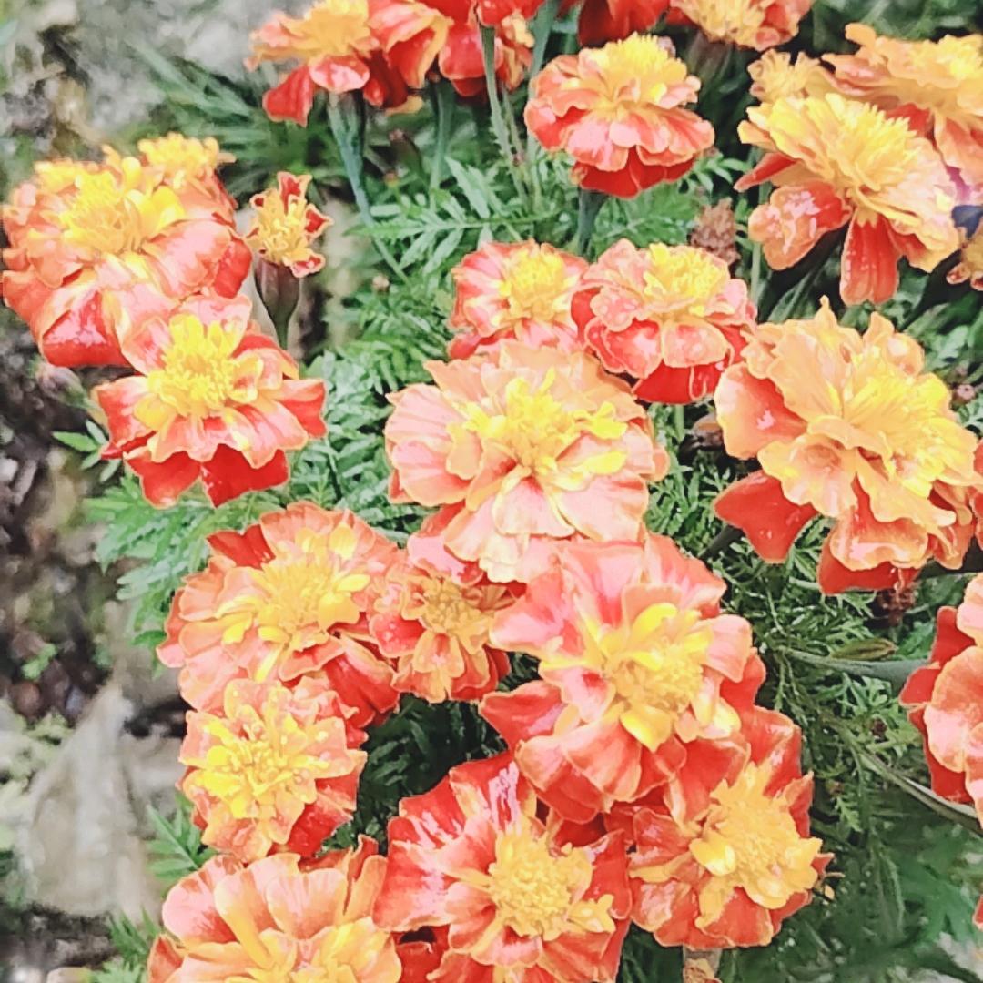 春🌺暖🌷花🌹开🌸