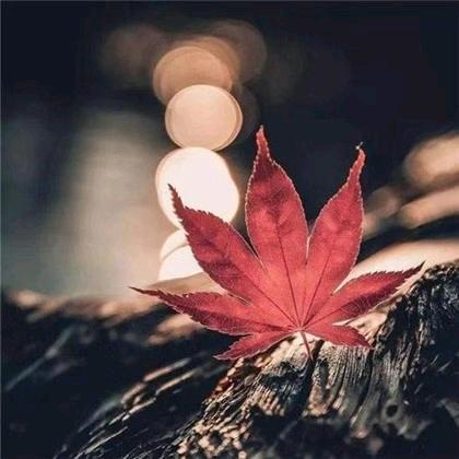 枫叶