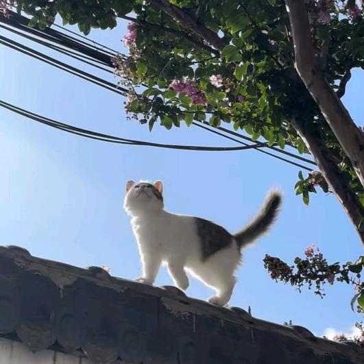 爱吃烤冷面