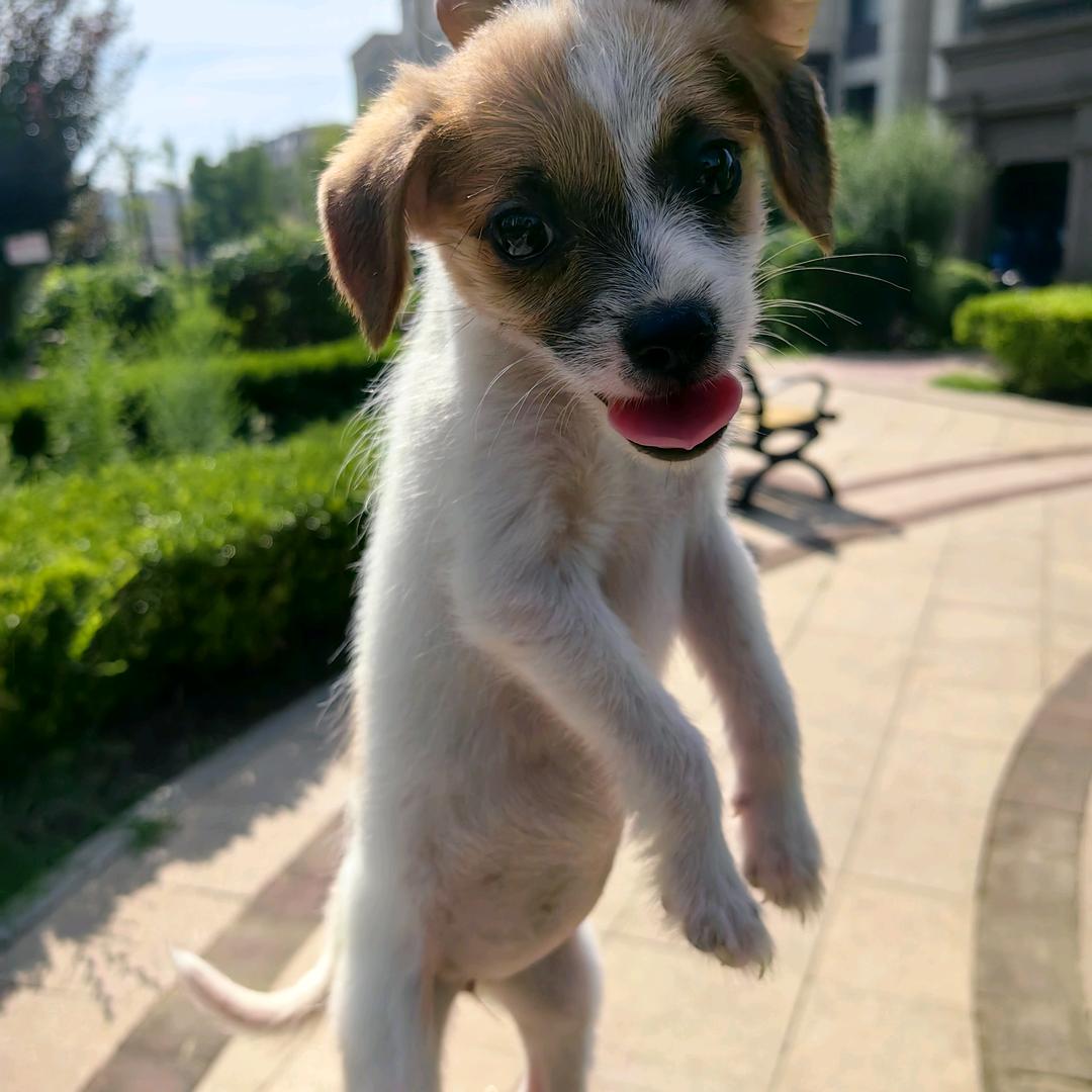 晨临