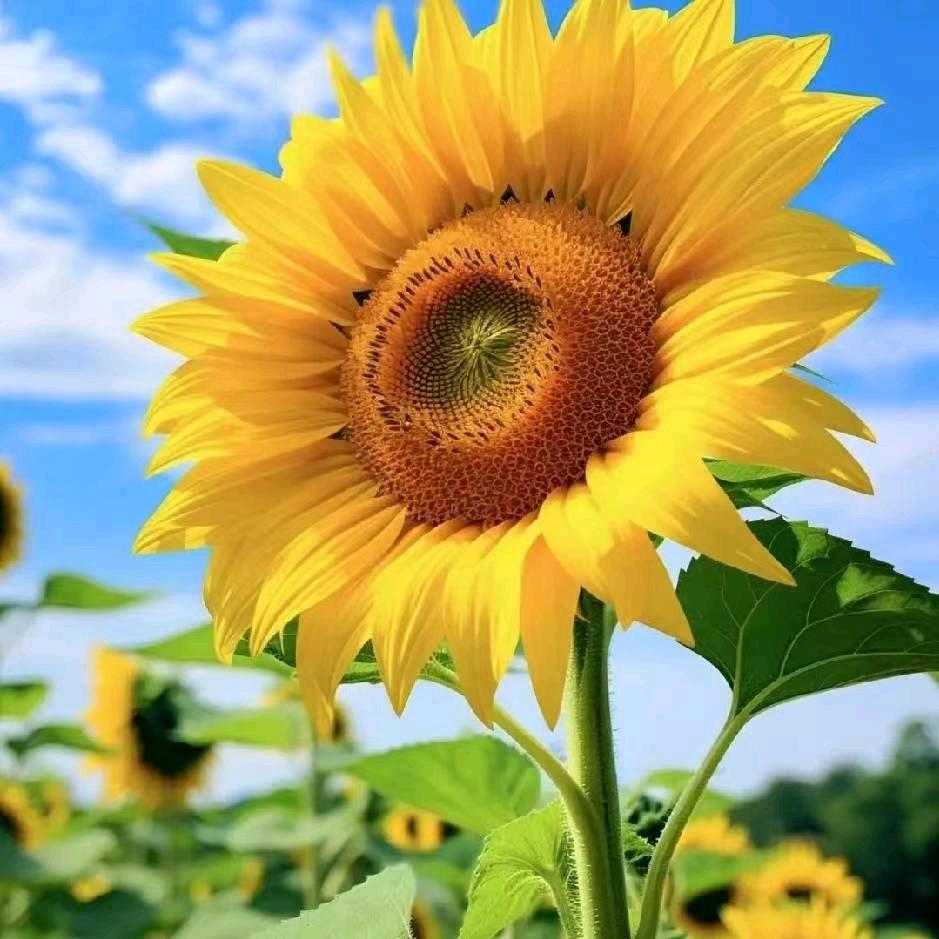 临清魏湾完美衣族