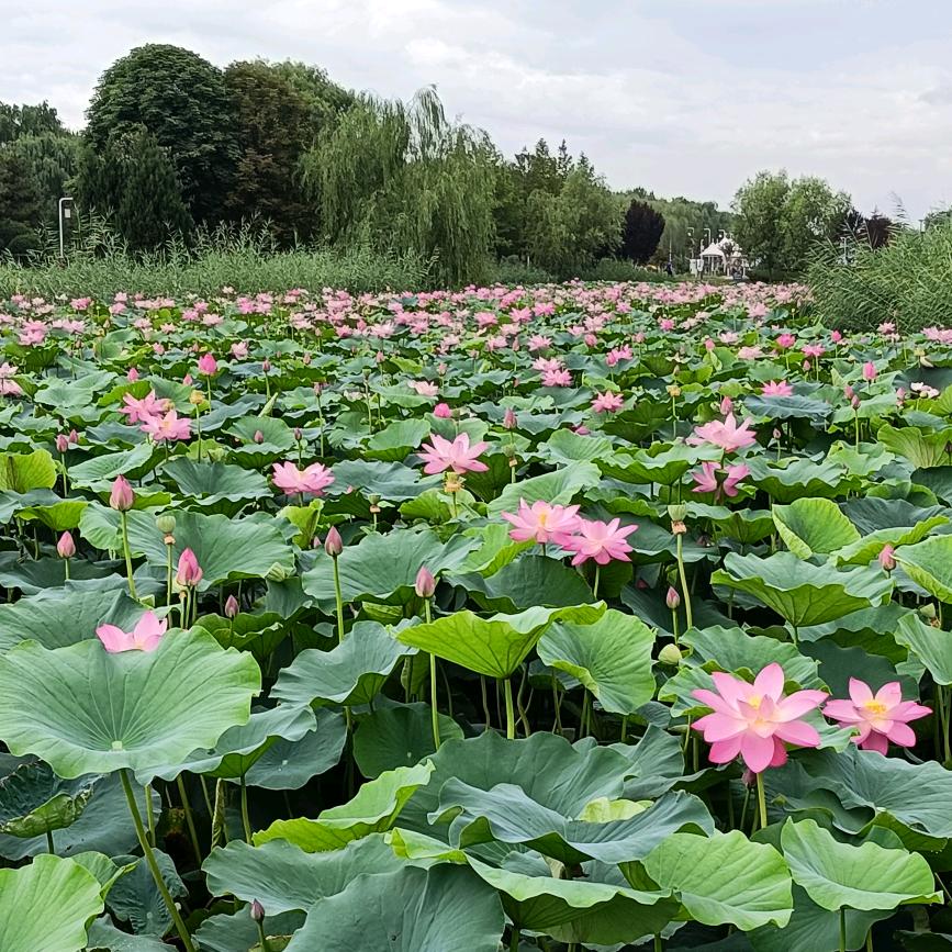 茉莉花