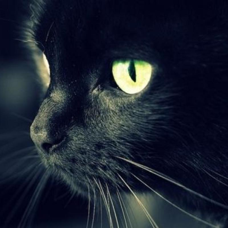伽蓝寺中修炼的猫妖
