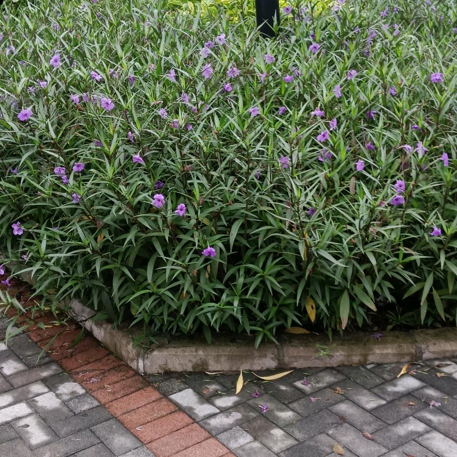 老牛吃嫩草