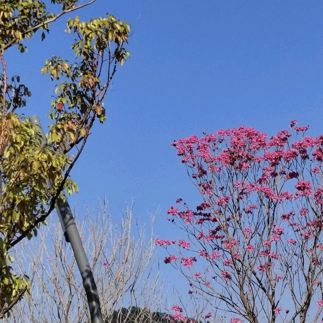 幸运丽