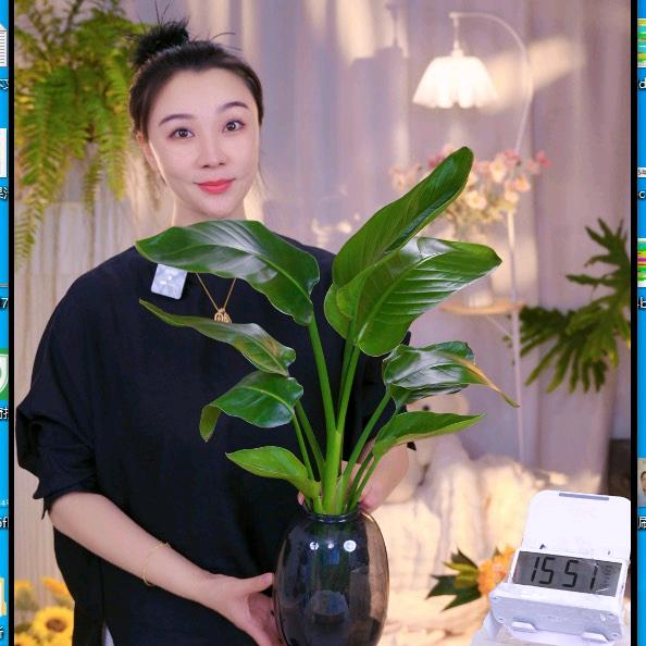 无所谓的绿植森林