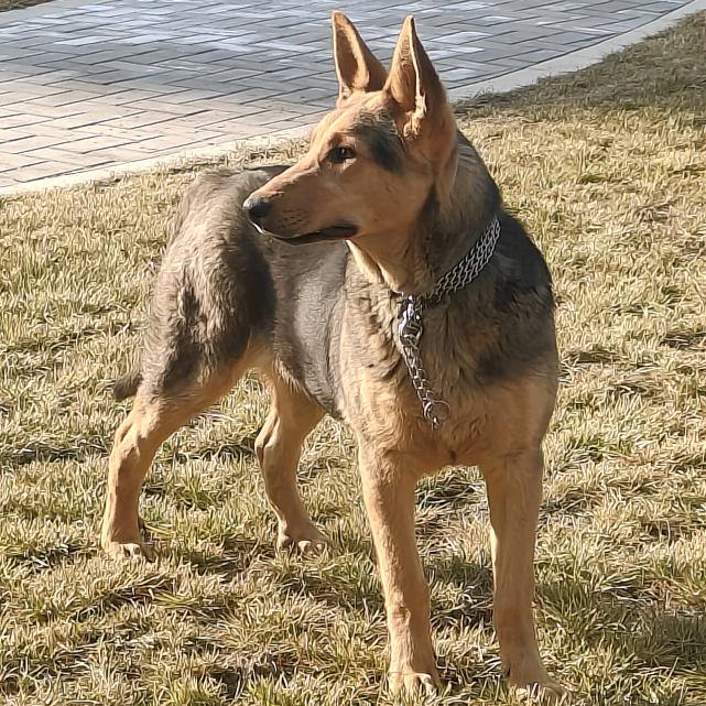 昆明犬柒哥