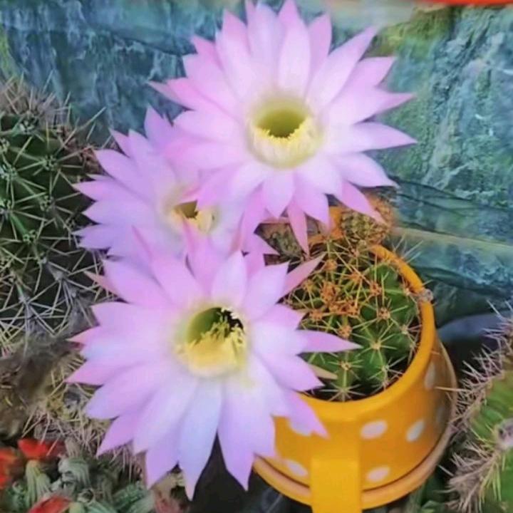 思梦☀