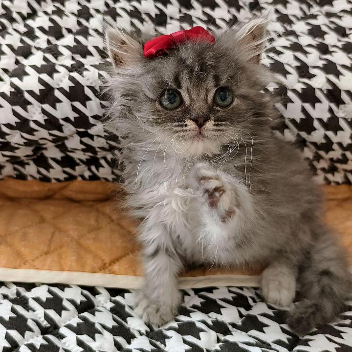 小灰灰是只喵🐱