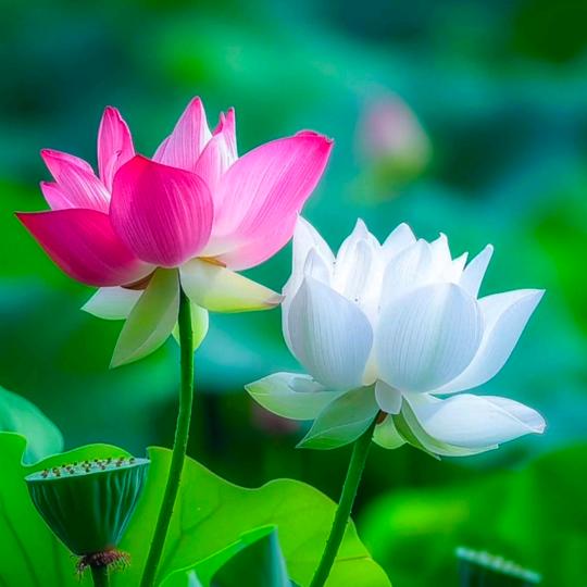 菩提树下修莲花