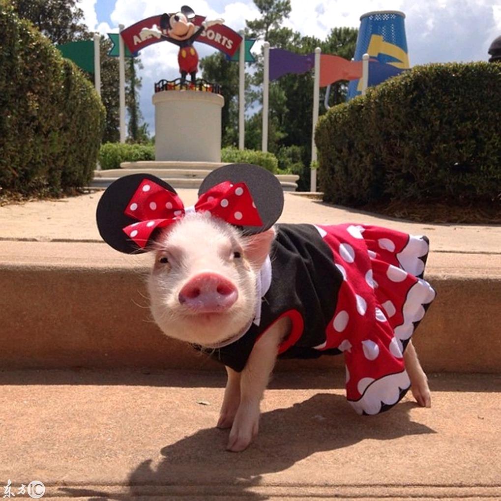 懒羊羊爱吃零食