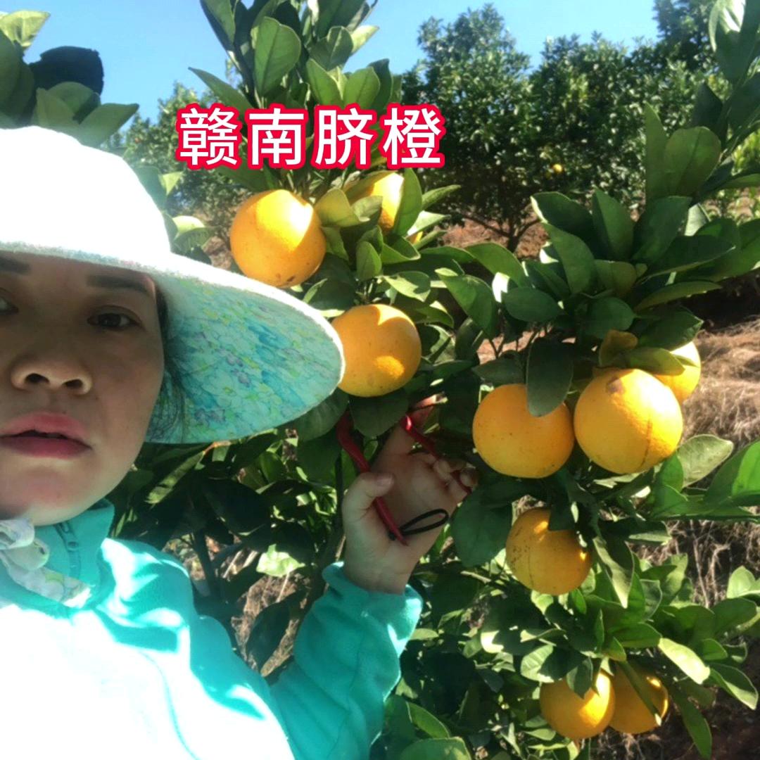 赣南脐橙🍊