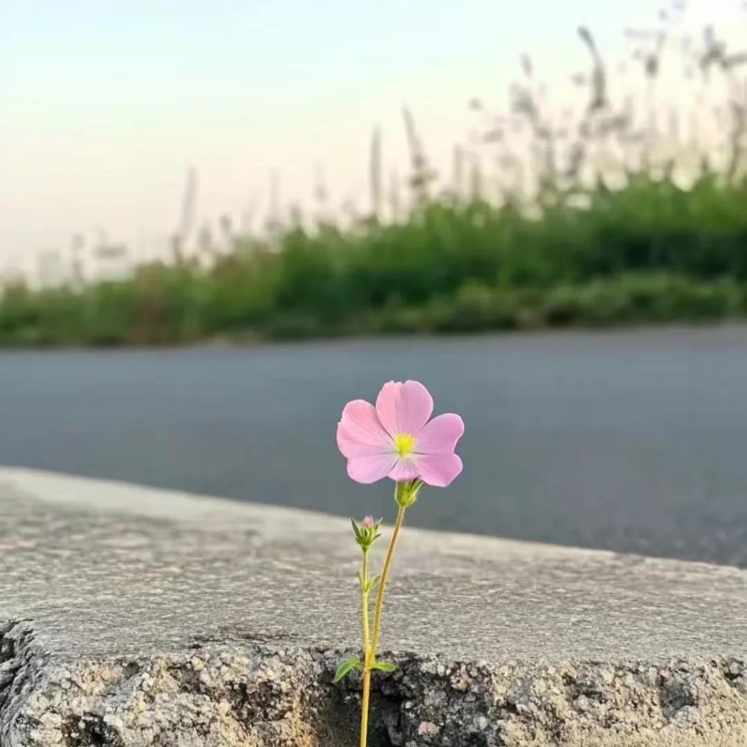 诠释淡然