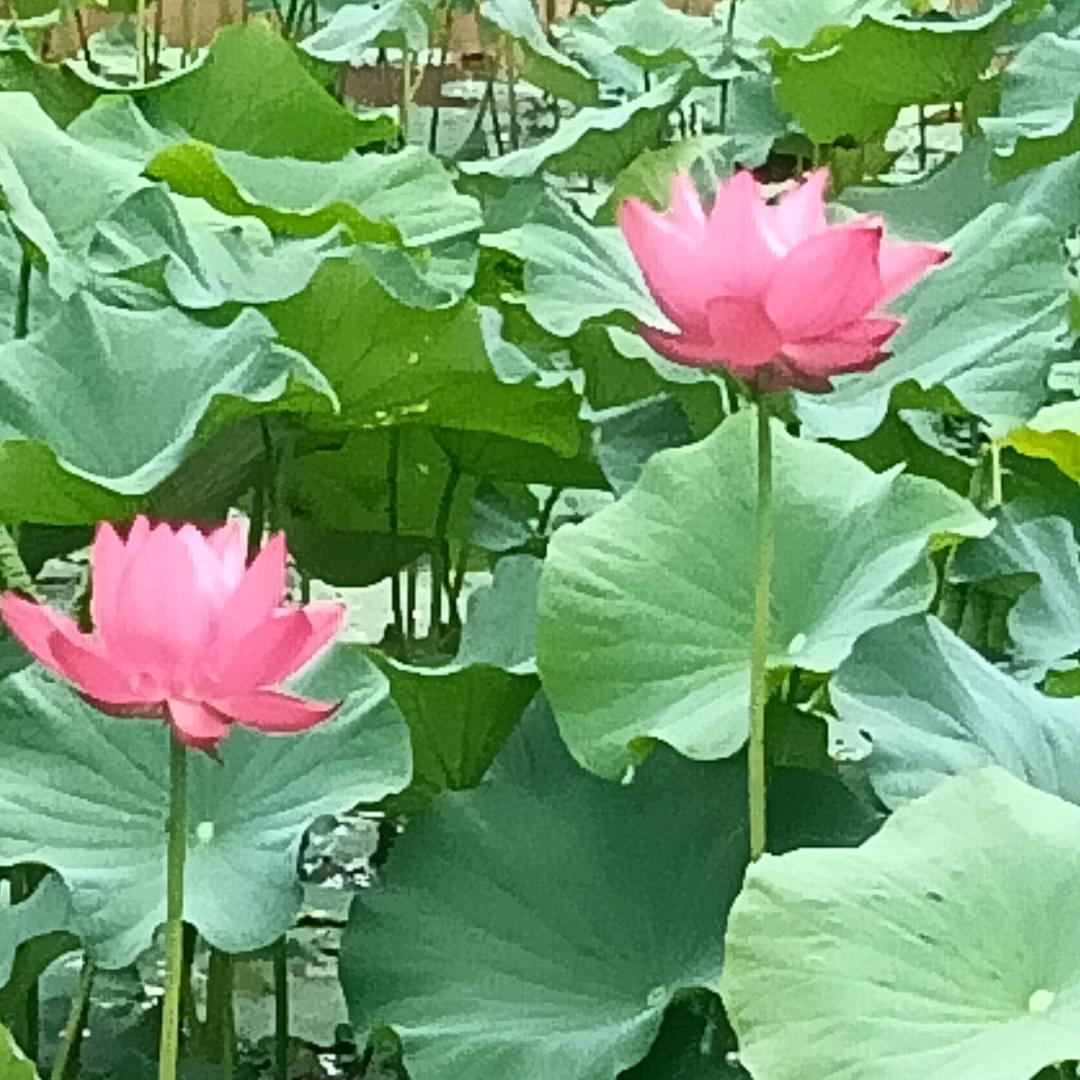阿艳