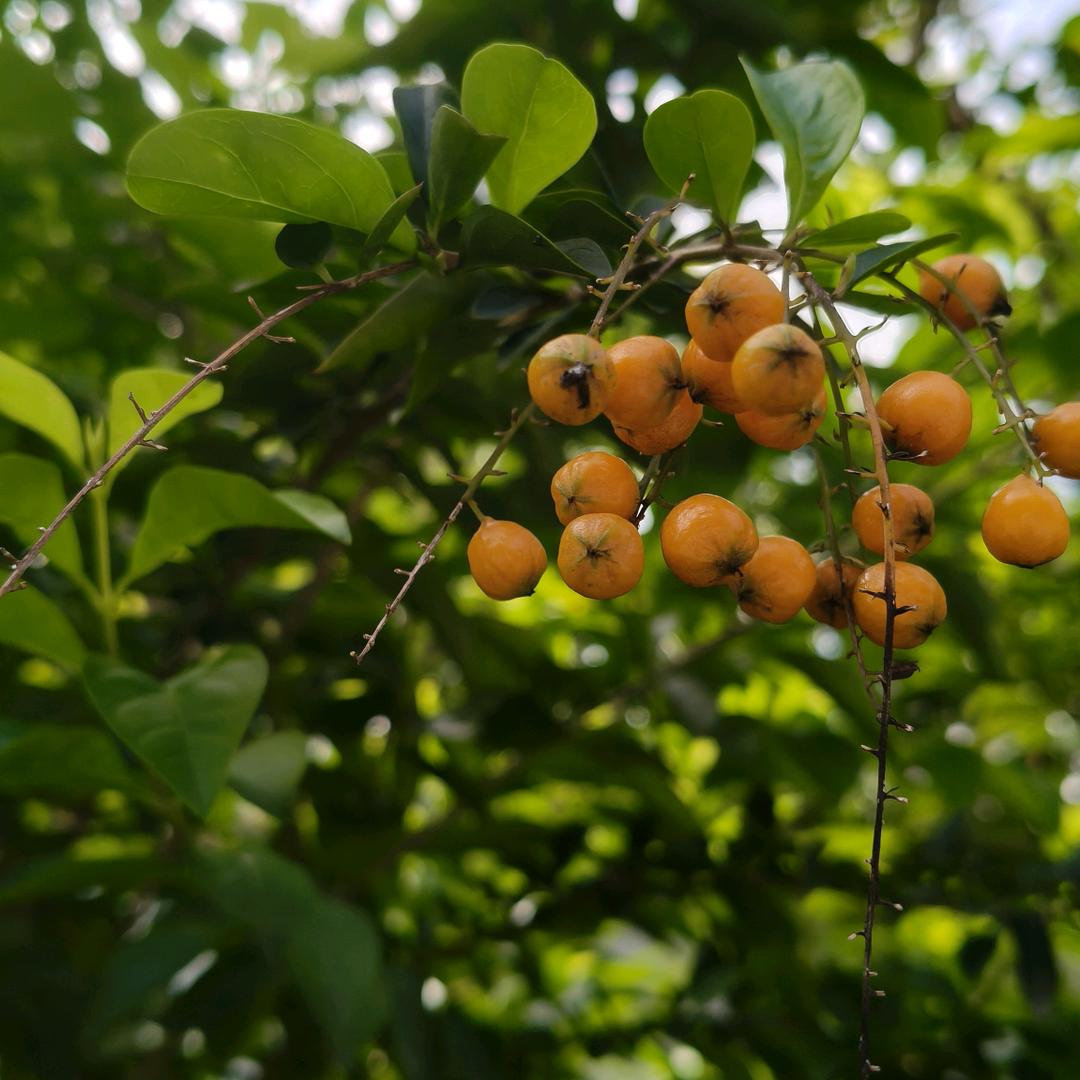 ღ顺其᭄自ღ然᭄ꦿ꯭