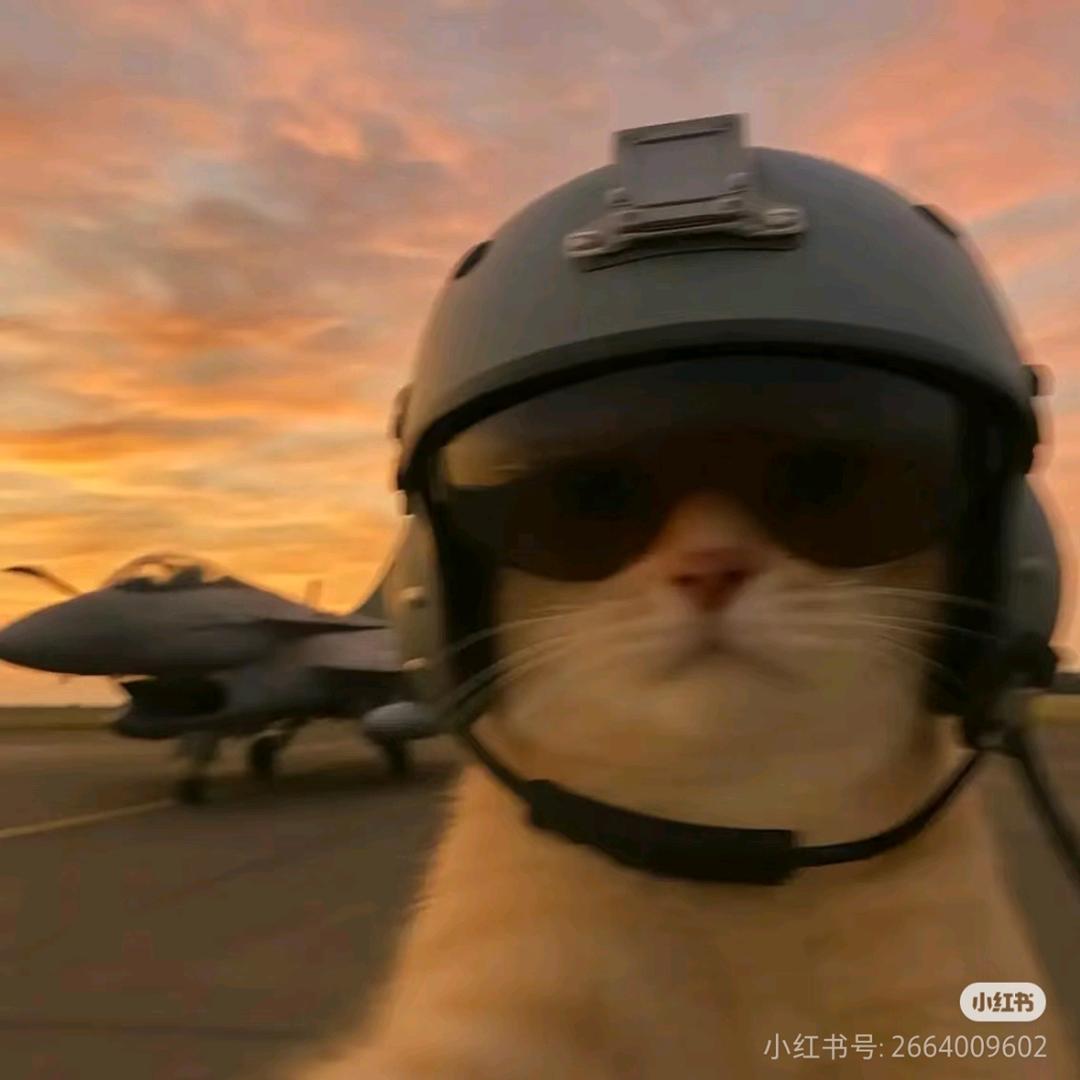 猫体委