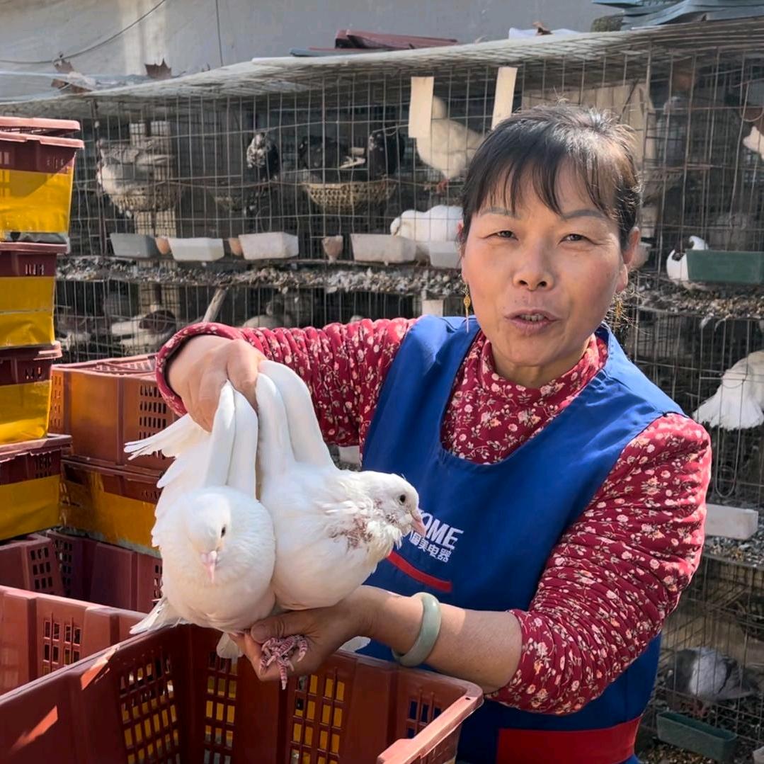 两对鸽子