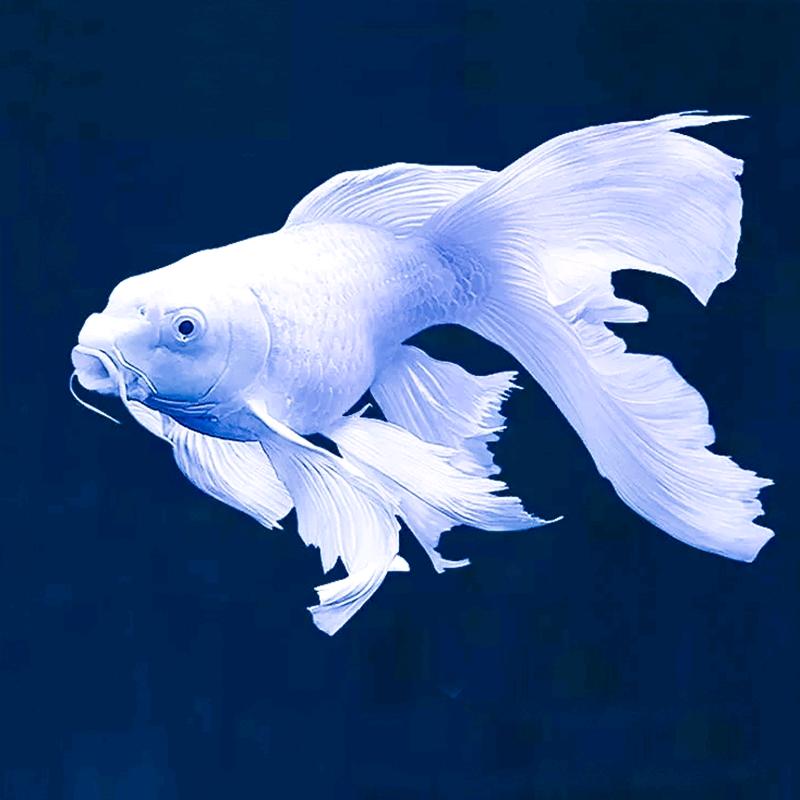 跃量海老曲哥观赏鱼